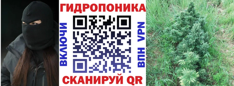 продажа наркотиков  Светлогорск  Бошки Шишки сатива 